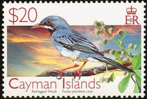 Red-legged Thrush (Turdus plumbeus coryi)